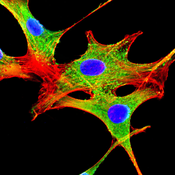 RPL24 Antibody