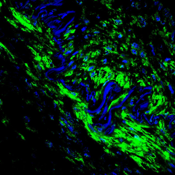 RPL24 Antibody