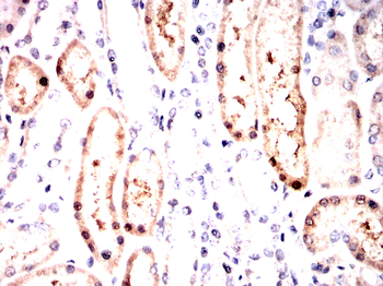 RPL24 Antibody