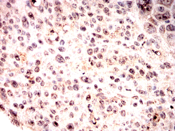 RPL24 Antibody