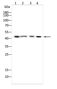 CHI3L1 Antibody
