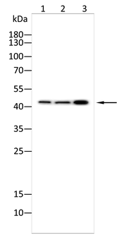 CHI3L1 Antibody