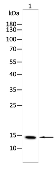 H2BC11 Antibody