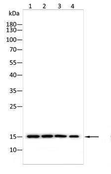 H2BC11 Antibody