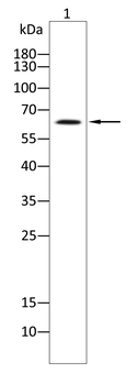 TBX21 Antibody