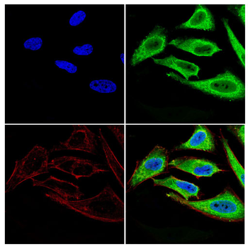 ADIPOQ Antibody