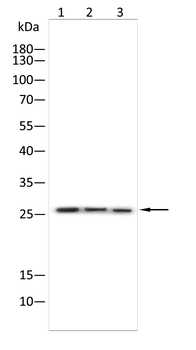 ADIPOQ Antibody