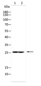 ADIPOQ Antibody