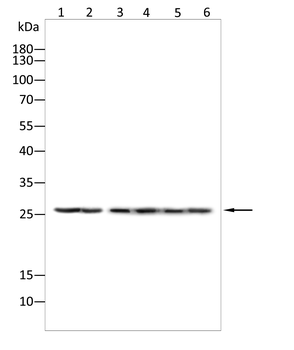 ADIPOQ Antibody