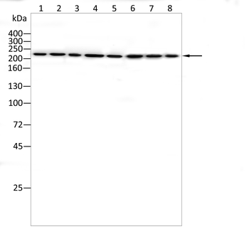 SCN8A Antibody