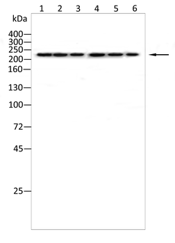 SCN8A Antibody