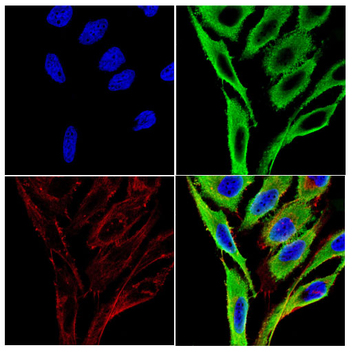 CASP10 Antibody