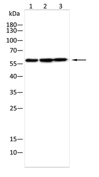 CASP10 Antibody