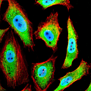 CASP10 Antibody