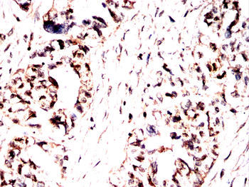 CASP10 Antibody
