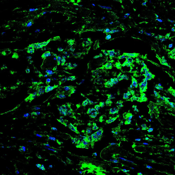 CASP10 Antibody