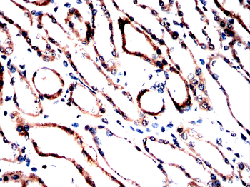CASP10 Antibody