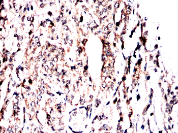 CASP10 Antibody
