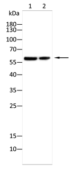 CASP10 Antibody