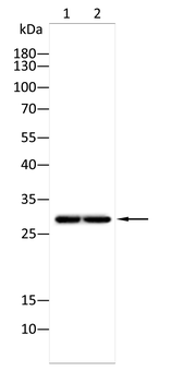 HOXB9 Antibody