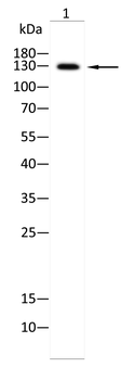 THBS1 Antibody