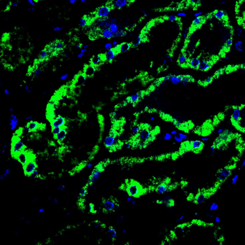 MAOA Antibody
