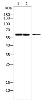 MAOB Antibody