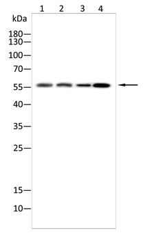 MAOB Antibody
