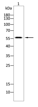 MAOB Antibody
