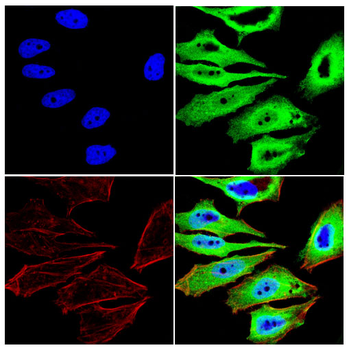NUP85 Antibody