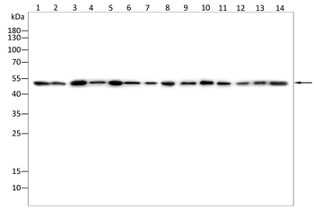 NUP85 Antibody