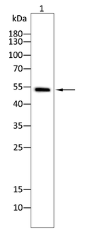 NUP85 Antibody