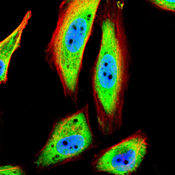 NUP85 Antibody