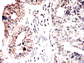 NUP85 Antibody