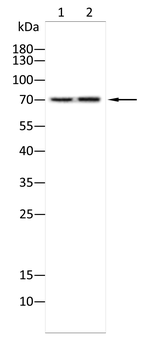 NUP85 Antibody