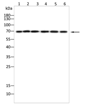 XRCC1 Antibody