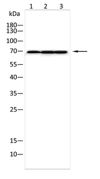 XRCC1 Antibody