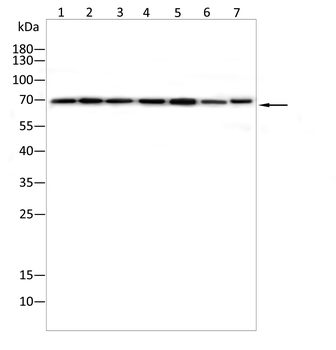 XRCC1 Antibody