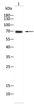 XRCC1 Antibody