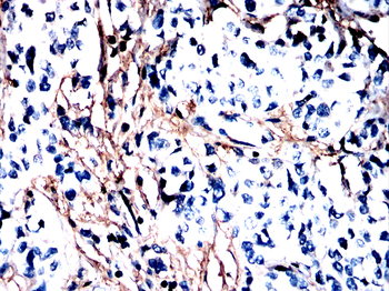 ACTB Antibody