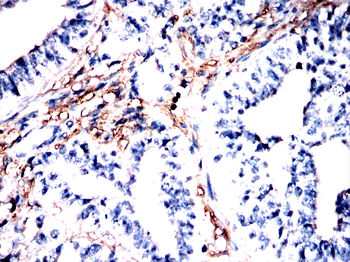 ACTB Antibody