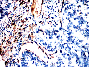 ACTB Antibody