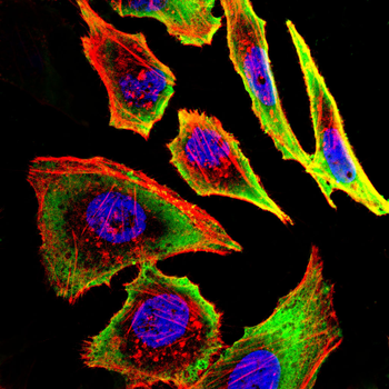 HSP90AA1 Antibody
