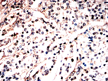 HSP90AA1 Antibody