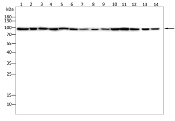HSP90AA1 Antibody