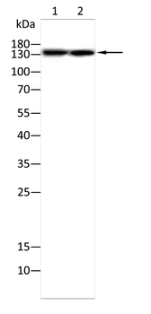 TYK2 Antibody