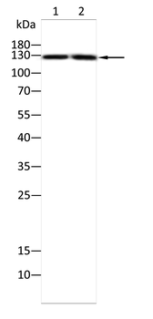 ADCY3 Antibody