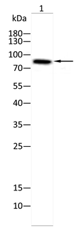 ADCY3 Antibody