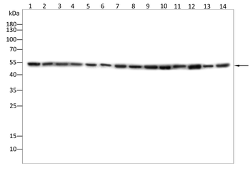 IFNGR1 Antibody