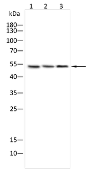 IFNGR1 Antibody